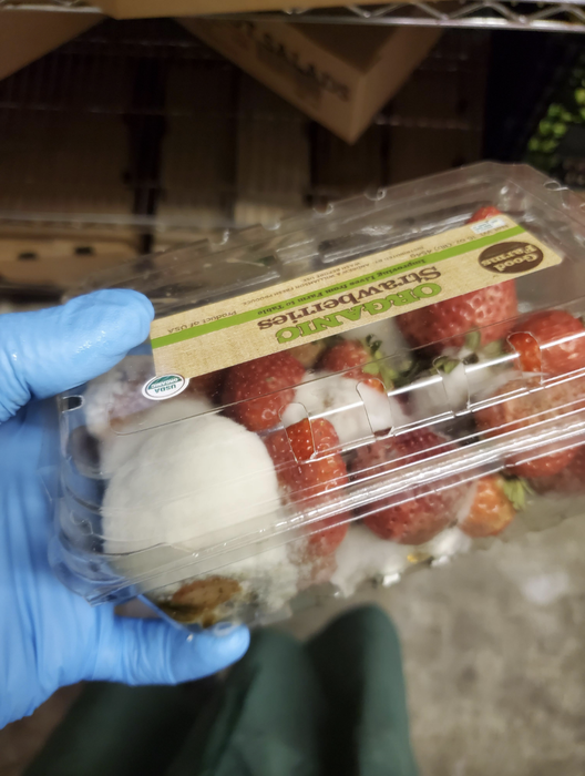 A gloved hand holds a plastic container of organic strawberries showing visible mold and decay inside a storage area