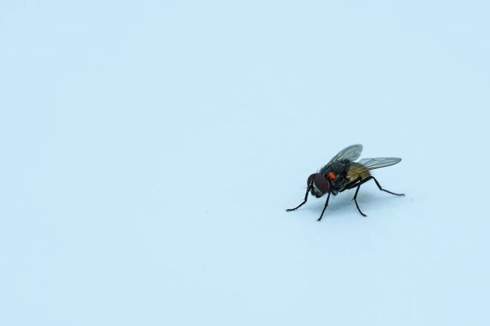 how-to-remove-house-flies-Mytour-GettyImages-1413198429