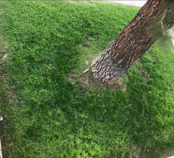 An after photo of grass fully restored to a healthy, green state