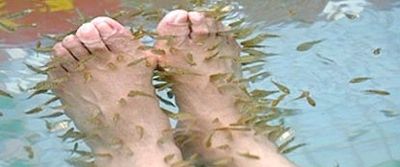 Fishpedi2 415X175