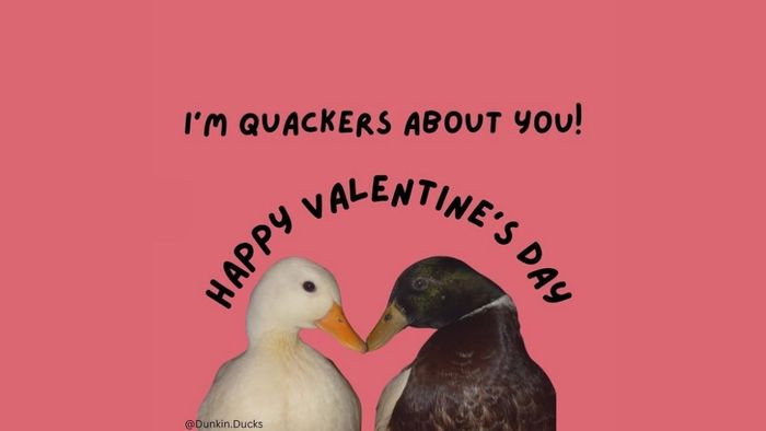 Meme Valentine hài hước với sức mạnh gây cười cực đỉnh