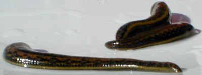 Leech-Treatment
