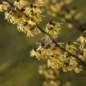 Witch Hazel (Hamamelis)