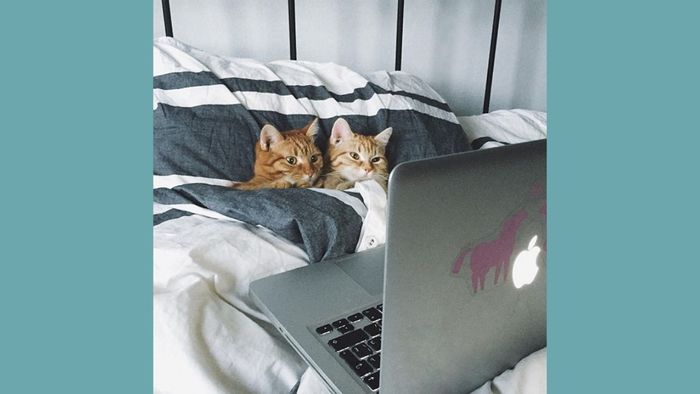 Meme Valentine đòi quà với sự vui nhộn không thể bỏ qua