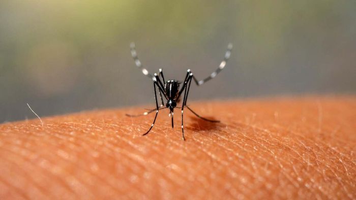 What You Need to Know About the Dangerous Mosquito-Borne Illness Appearing in Arizona