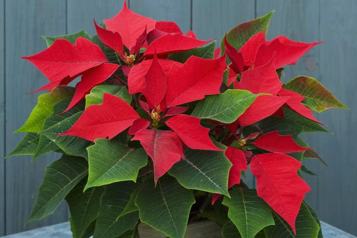 POINSETTIA 'CORTEZ RED' IN A POT - EUPHORBIA PULCHERRIMA, CHRISTMAS