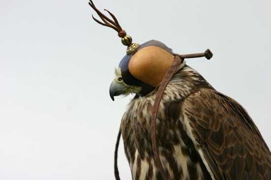 Falcon In Hood