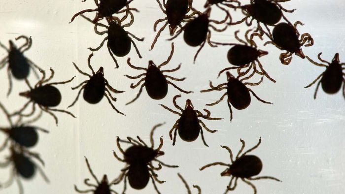 The Australian paralysis tick