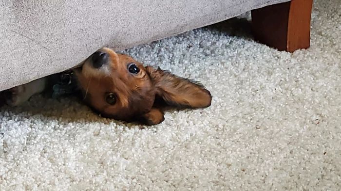 What’s the cost of professional carpet cleaning?