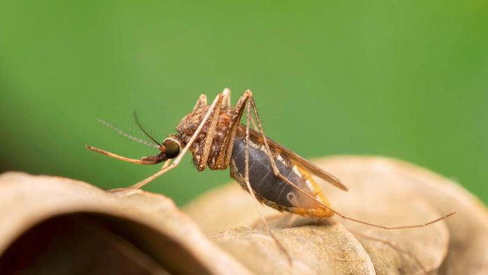 Malaria