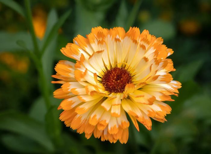 Close-up of a single Marigold Flower in full bloom - Calendula officinalis