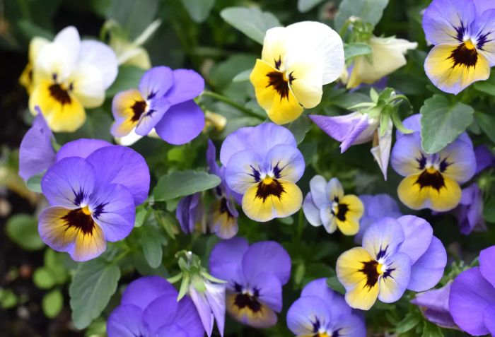 Pansy