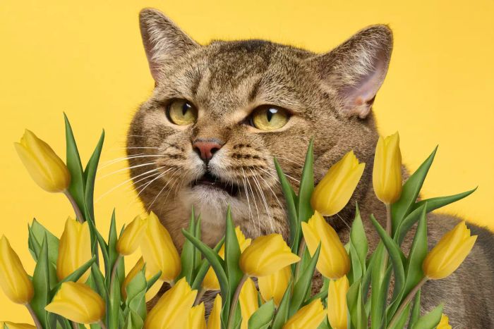 8 unexpected flowers that can be toxic to cats