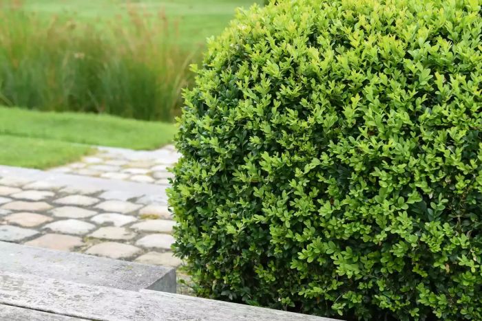 Close-up of a trimmed evergreen boxwood plant, Buxus sempervirens, in a garden setting.
