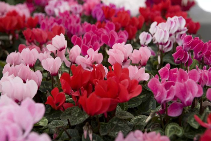 Cyclamen is a plant that poses a toxic threat to cats.