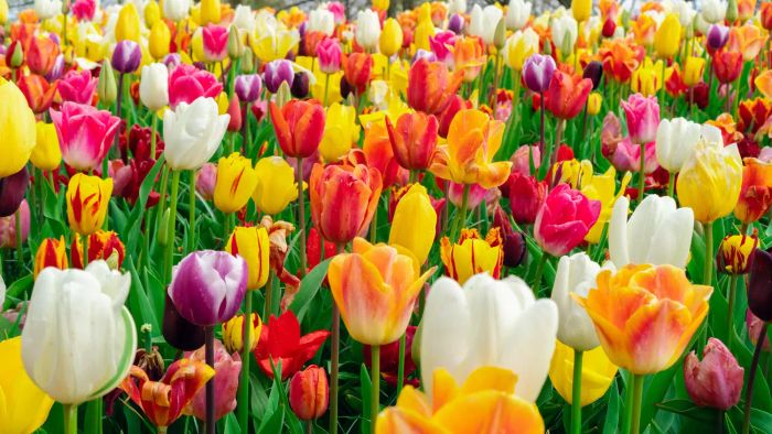 Tulips can be dangerous for cats