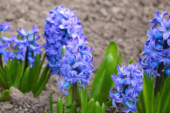 Hyacinth can be fatal to cats if ingested.