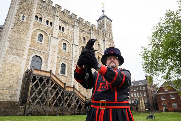 A Tower of London guard holding a raven