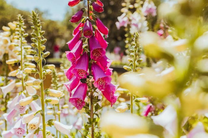 Foxglove can be harmful to cats