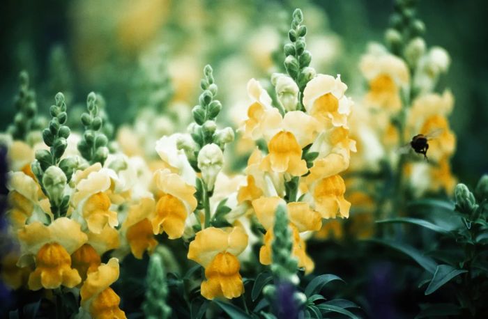Snapdragon