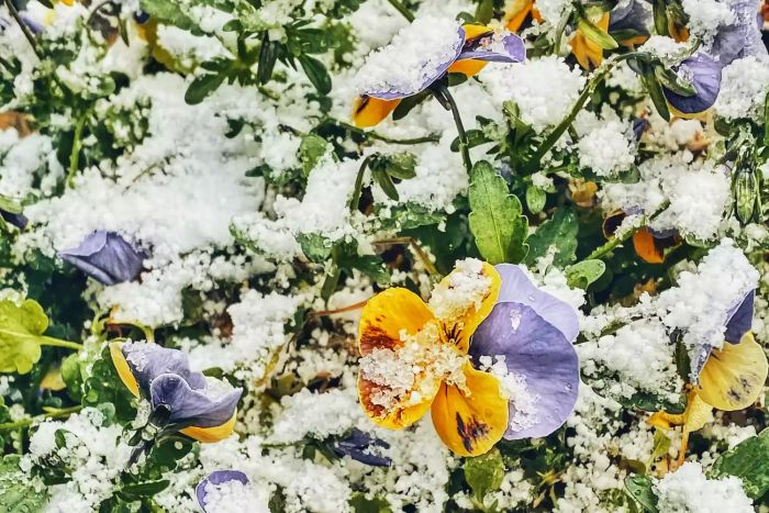 Snow-dusted purple and yellow pansies blooming in early spring.