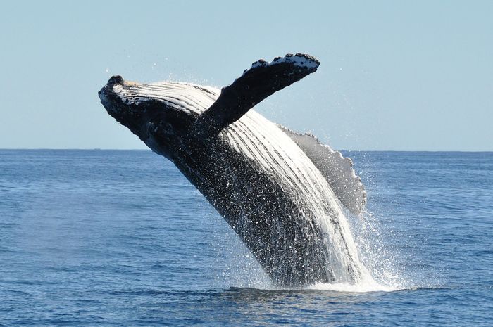 A whale breaching the ocean's surface