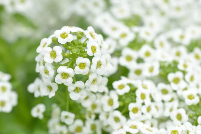 Sweet Alyssum (Lobularia maritima)