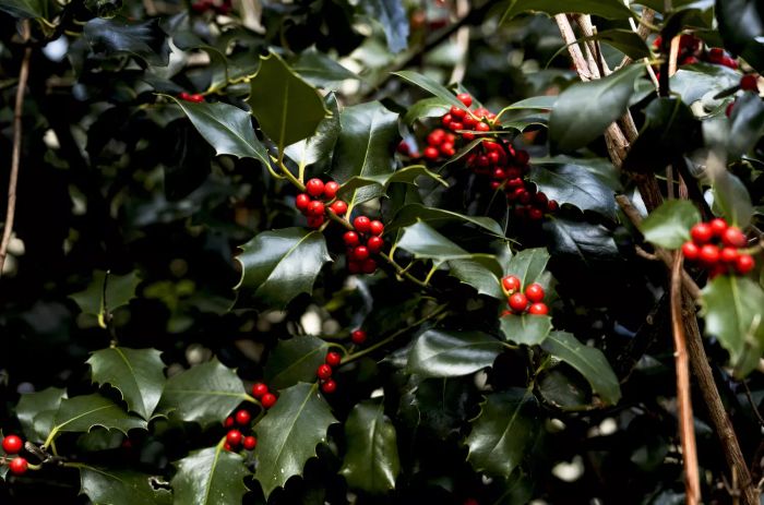 Close-up of a holly bush featuring dark green leaves and clusters of red berries