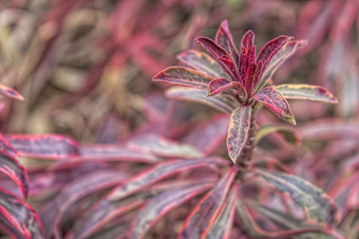 Close-up of Euphorbia 'Ascot Rainbow'