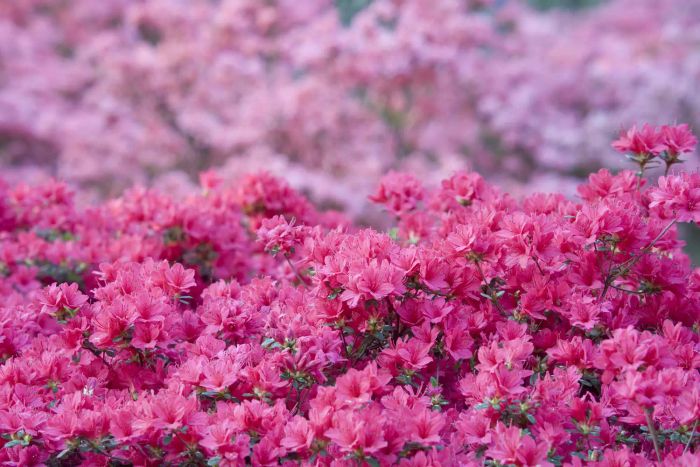 Azaleas are known to be toxic to cats, so be cautious if you have feline companions around them.