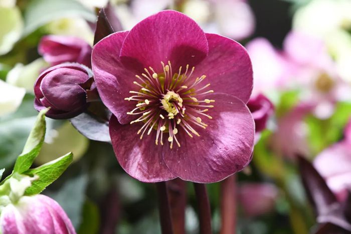 Christmas Rose – Helleborus niger – A dark red flower that blooms in winter and spring, perfect for garden planting. - stock photo