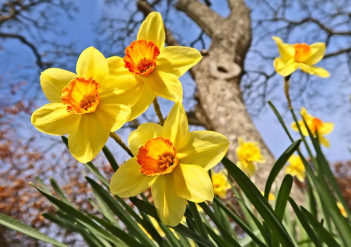 Daffodils can be dangerous to cats