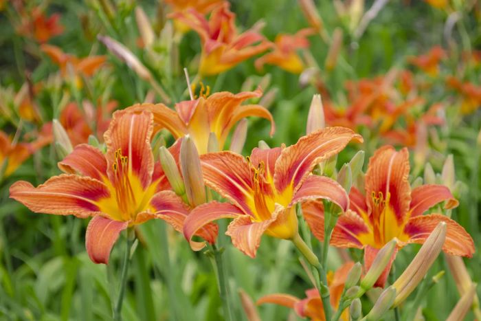 Lilies are harmful to cats