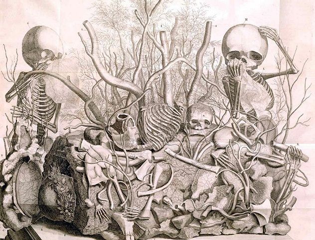 ruysch2