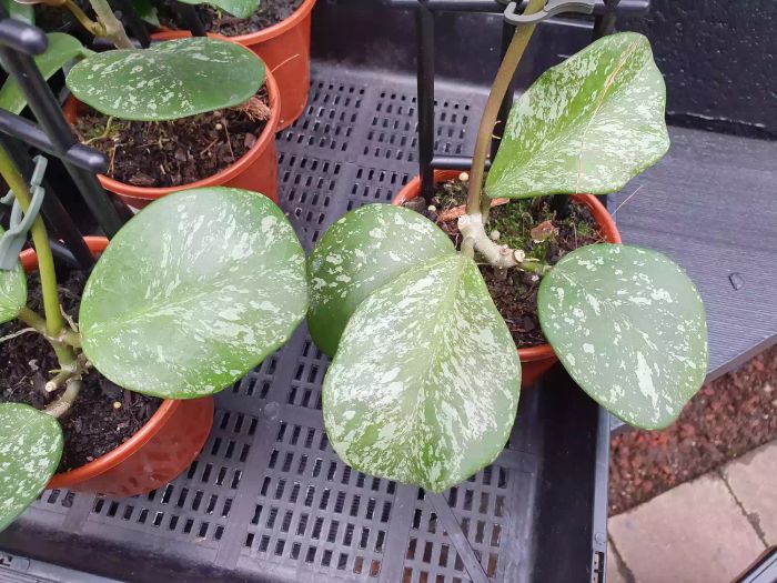 Splash variety of hoya plants