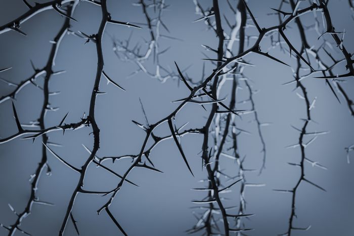 A close-up image of thorny branches intricately woven together, forming a detailed and complex pattern against a soft, neutral-colored background.