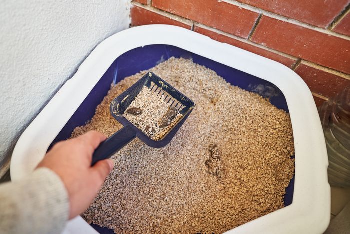 Person shown cleaning a litter box with a blue scoop, demonstrating the process of scooping cat litter.