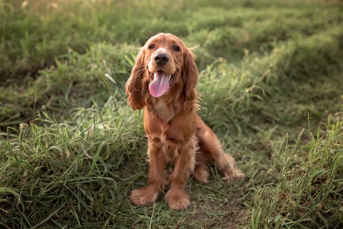 A Spaniel dog with floppy ears is sitting on the grass, its tongue hanging out, gazing directly at the camera