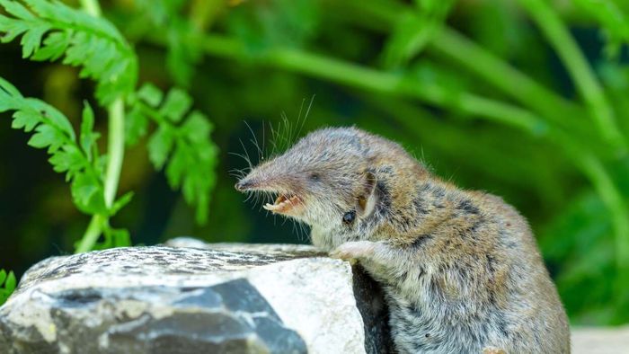 Is there really a virus called the 'Shrew Virus'?