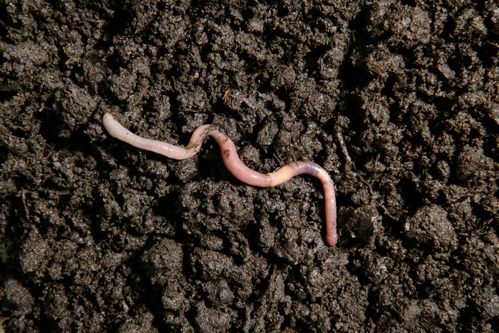 Earthworm on a dark soil surface, slightly stretching