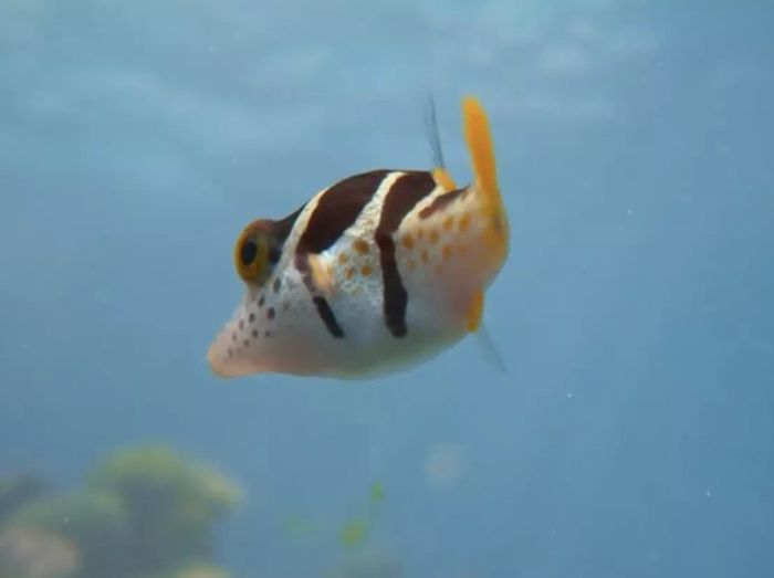 A small clownfish swims through the vast ocean waters.
