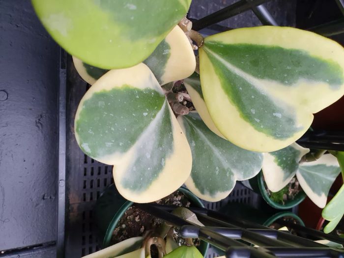 A Hoya Kerrii Albomarginata plant with its distinctive foliage
