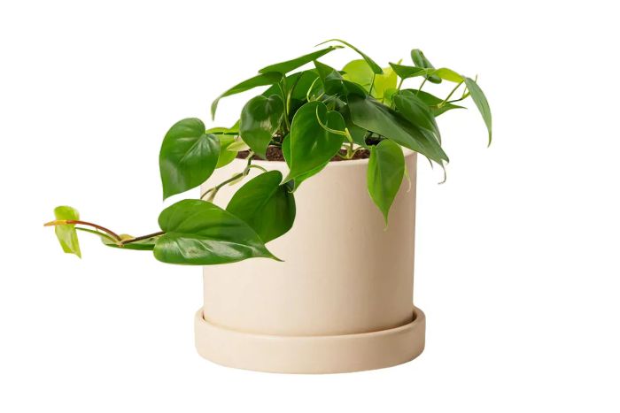The Sill Philodendron Green