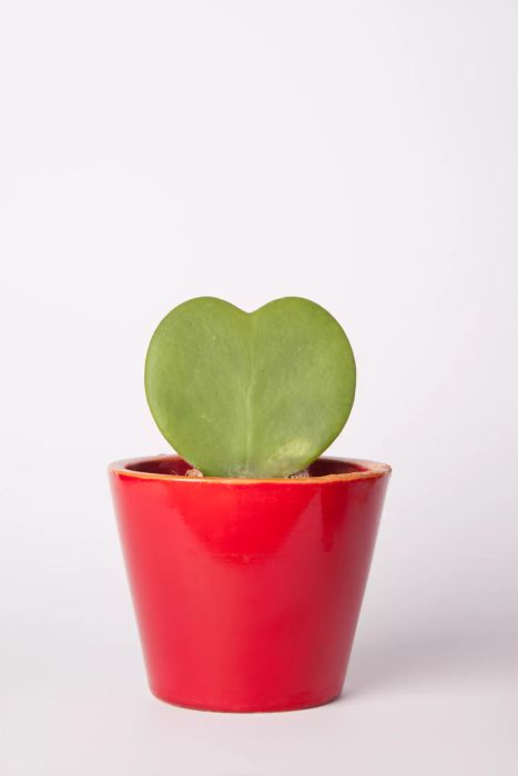 A stunning potted hoya plant featuring heart-shaped leaves