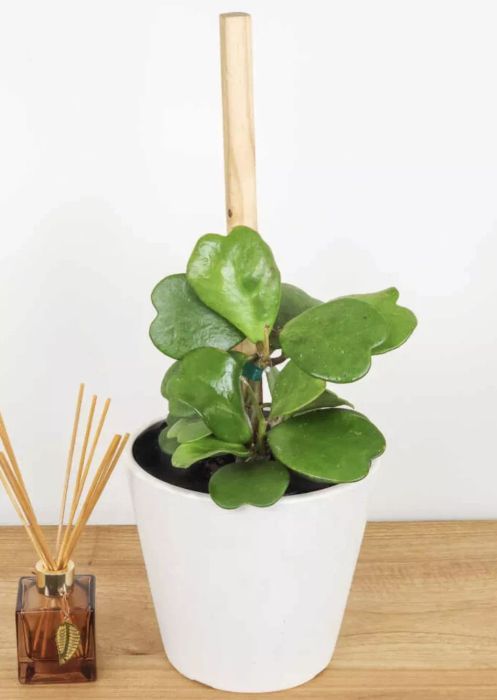 A fishtail variety of the hoya plant