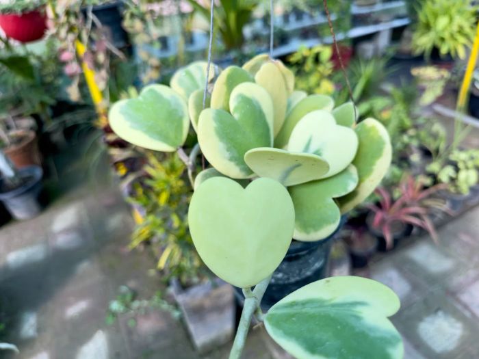 Hoya Kerrii Variegata