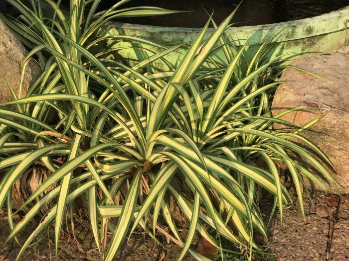 Chlorophytum comosum, also known as Spider plant, Airplane plant, Spider ivy, or Ribbon plant.