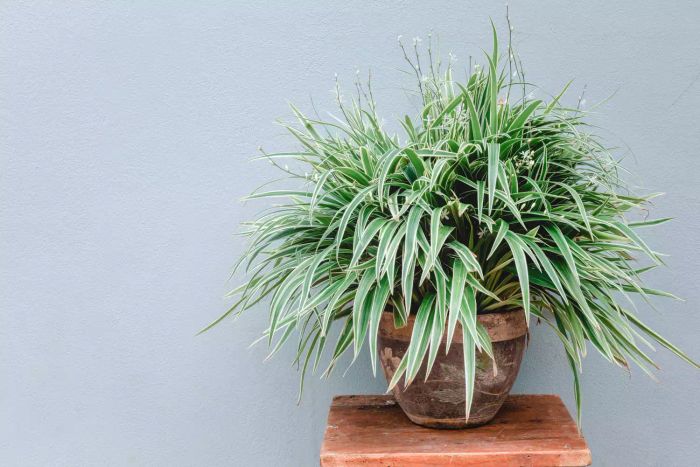 Spider plant (Chlorophytum Comosum Variegatum) serves as a beautiful home decoration, perfect for balconies when placed in pottery pots against a gray backdrop.