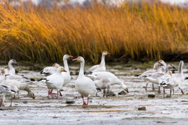 doomed geese