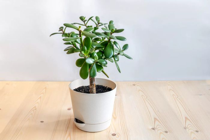 A potted succulent houseplant, Crassula, displayed on a white background.